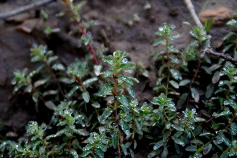 Hypericum perforatum